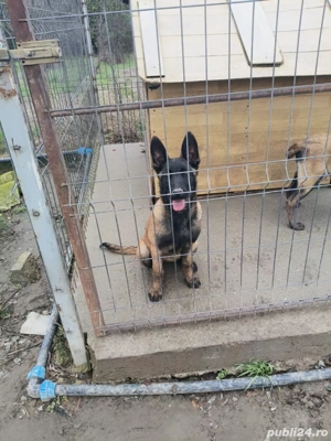 Vand catei Ciobanesc belgian malinois  - imagine 3