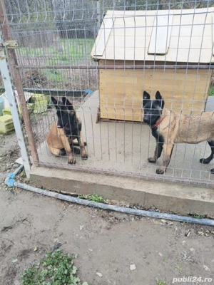 Vand catei Ciobanesc belgian malinois  - imagine 5