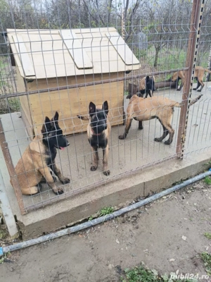 Vand catei Ciobanesc belgian malinois  - imagine 4