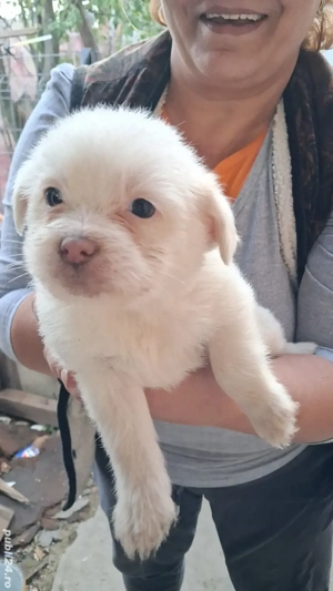 pui shi-tzu , 6 saptamani   - imagine 3