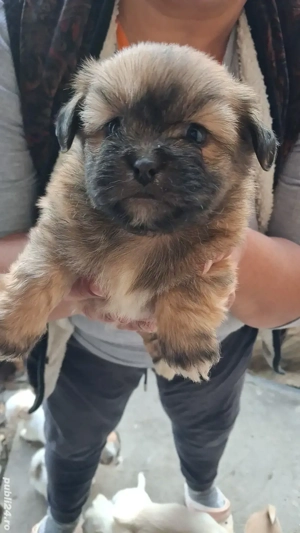 pui shi-tzu , 6 saptamani   - imagine 4