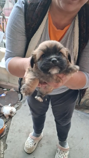 pui shi-tzu , 6 saptamani   - imagine 5