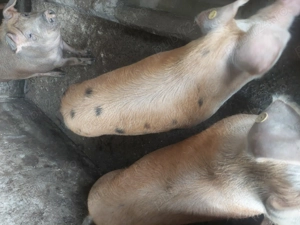 De vanzare porci - imagine 2