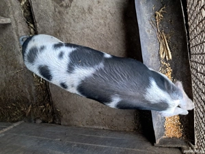 porci de vanzare  - imagine 2