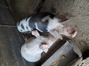 porci de vanzare  - imagine 3