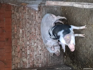 porci de vanzare  - imagine 4