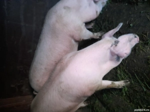 De vanzare  - imagine 4