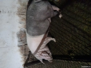 De vanzare  - imagine 2