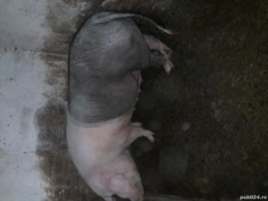 De vanzare  - imagine 3