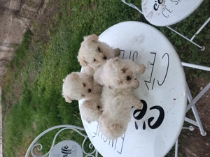 Cățeluș de vânzare  - imagine 2