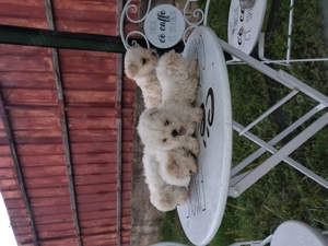 Cățeluș de vânzare 