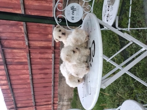 Cățeluș de vânzare  - imagine 3