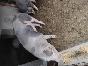 vand porc mare - imagine 3