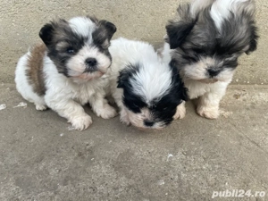 vand catelusi bichon 