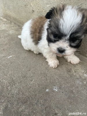 vand catelusi bichon  - imagine 4