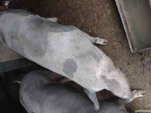 vand porc mare - imagine 2