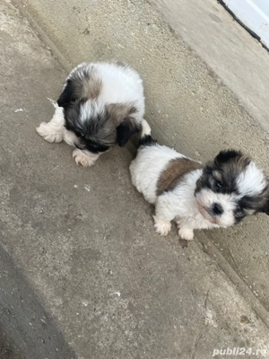 vand catelusi bichon  - imagine 5