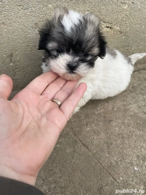 vand catelusi bichon  - imagine 2