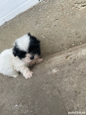 vand catelusi bichon  - imagine 3