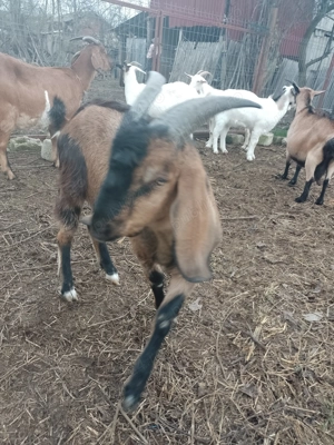 Vând țap Anglo Nubian