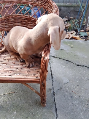 Fetiță teckal crem disponibilă  - imagine 2