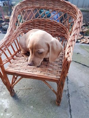 Fetiță teckal crem disponibilă  - imagine 3