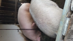 Porc  de vânzare  - imagine 4