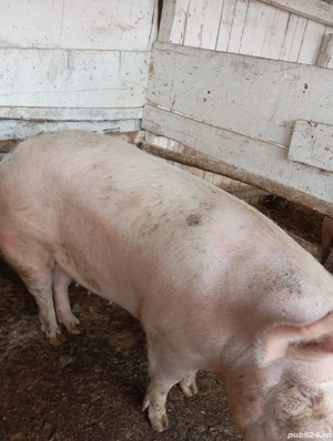 Porc de vânzare 