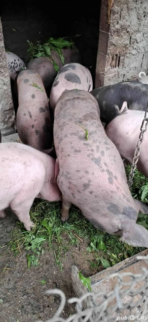 Vând porci bio 100% - imagine 2