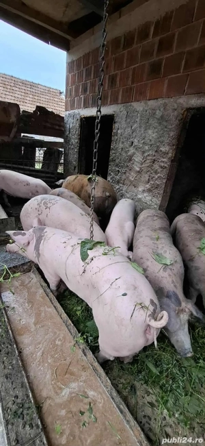 Vând porci bio 100% - imagine 5