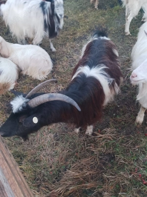 Vand capre si un ied - imagine 2