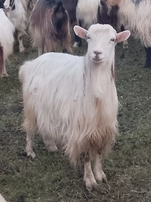 Vand capre si un ied