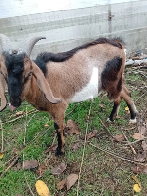 Vând țap Anglo Nubian - imagine 3