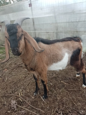 Vând țap Anglo Nubian - imagine 2