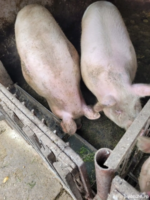 De vanzare Eladó  - imagine 2