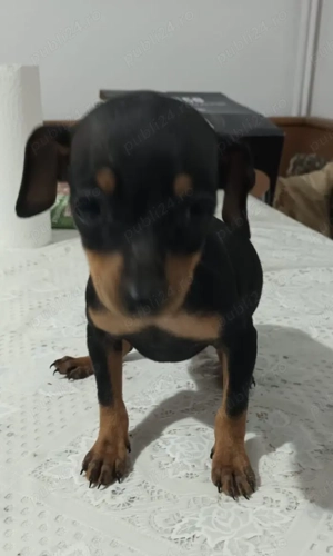 Pui Pinscher Pitic