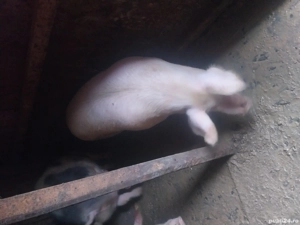 vand porci de carne de casă  - imagine 5