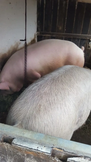 Porc de vînzare 15 lei in viu .