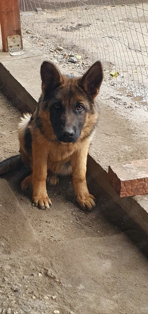 Căței ciobănesc german 