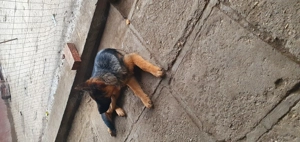 Căței ciobănesc german  - imagine 5