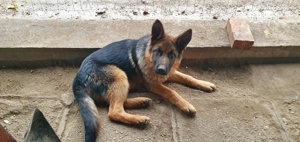 Căței ciobănesc german  - imagine 4