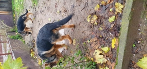 Căței ciobănesc german  - imagine 3