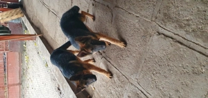 Căței ciobănesc german  - imagine 2