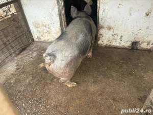 Porc de carne in viu - imagine 2