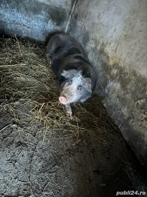 Porc de carne in viu - imagine 4