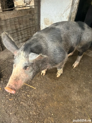 Porc de carne in viu - imagine 3