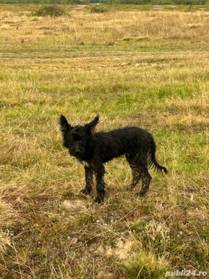 vand catel  - imagine 4