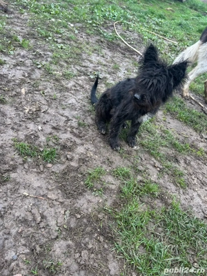 vand catel  - imagine 5