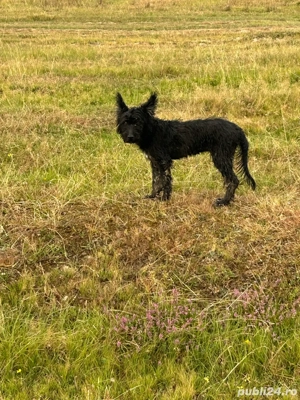 vand catel  - imagine 3