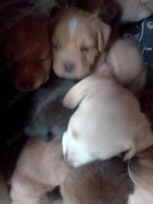 Donez căței rasa labrador cu metis